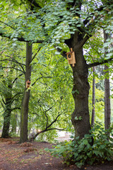 Fototapeta premium Bat shed on the tree in Park Żeromskiego, Żoliborz, Warsaw, Poland