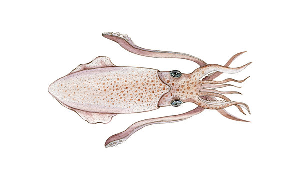 Squid watercolor image. Hand painted marine cephalopod animal. Tasty organic restaurant seafood creature. Giant squid draw illustration. Cuttlefish isolated on white background.