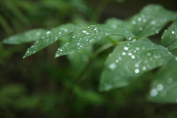 Dew drops on green leaves, early in the morning