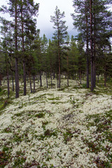 A beautiful autumn landscape of a central Norwegian forest with white moss on the ground