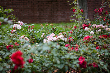 Autumn roses in Park Żeromskiego, Żoliborz, Warsaw, Poland