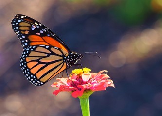 Fototapeta na wymiar Monarch butterfly on pink zinnia flower