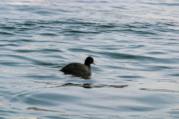 A family of ducks and swans float in the lake; Various species of birds float in the lake