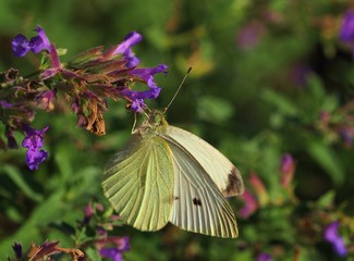 Cabbage white butterfly on a purple flower