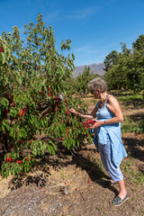 Klondyke Cherry Farm, Ceres, Western cape South Africa. Dec 2019. Visitor holding a plastic box ...