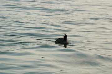 A family of ducks and swans float in the lake; Various species of birds float in the lake