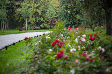 Autumn roses in Park Żeromskiego, Żoliborz, Warsaw, Poland