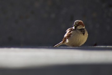 Small sparrow taken during sunset along a river