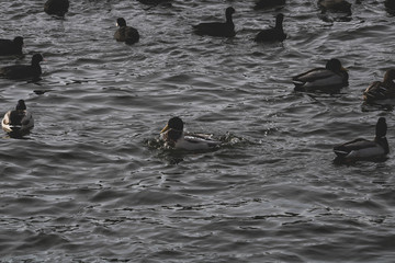 A family of ducks and swans float in the lake; Various species of birds float in the lake