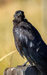Balding crow eyeballing the viewer perched on a fence post