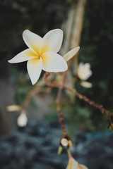 Plumeria flowers are blooming in the garden.