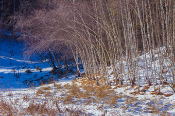 birch tree forest in the winter