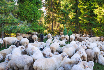 Stado owiec. Pieniny, Polska. © michalsen