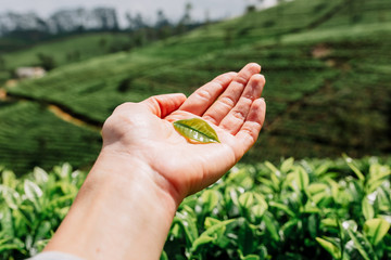 Green, tea leaves growing on the plantation, in the sun. Fields in Haputale, Sri Lanka. Photo taken in Nuwara Eliya. Fresh tea leaf over bush. Hand holding tea leaf harvest from nature.