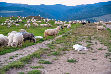 Stado owiec. Pieniny, Polska. © michalsen