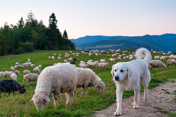 Stado owiec. Pieniny, Polska. © michalsen