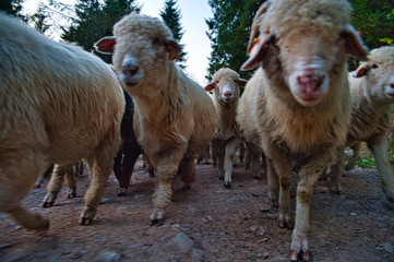 Stado owiec. Pieniny, Polska. © michalsen