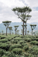 Tea plantation. Green, fresh, tea leaves growing on the plantation, in the sun. Fields in Haputale, Sri Lanka. Photo taken in Nuwara Eliya.