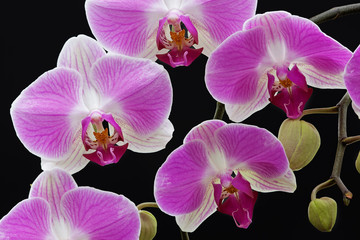 Fototapeta na wymiar Close-up of a pink and white orchid revealing its textures, patterns, and details