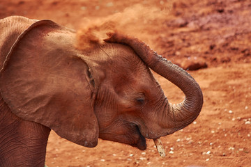 Baby Elephant at Sheldrick's Orphanage in Naiorbi, Kenya
