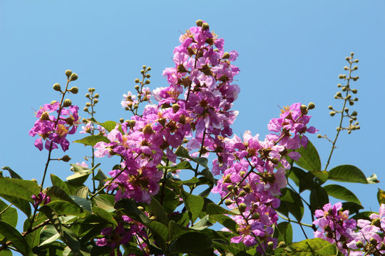 Lagerstroemia speciosa - Pride of India - a pink flowered tree, common in Lumpini Park