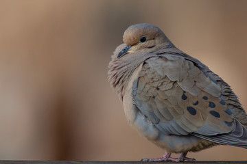 Mourning Dove