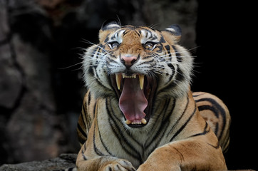 Plakat Sumatran tiger in various pose