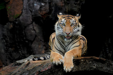 Fototapeta na wymiar Sumatran tiger in various pose