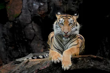 Rolgordijnen Sumatran tiger in various pose © DS light photography