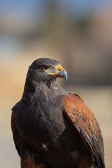Harris Hawk