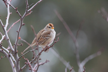 Female White-crowned Sparrow