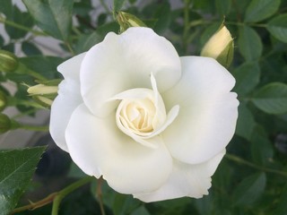White rose flowers in the garden