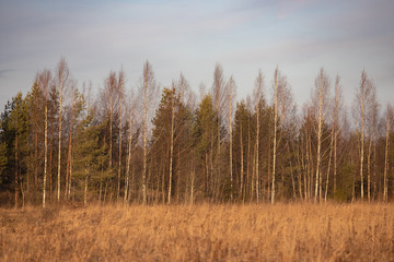 autumn landscape in the rays of the setting sun