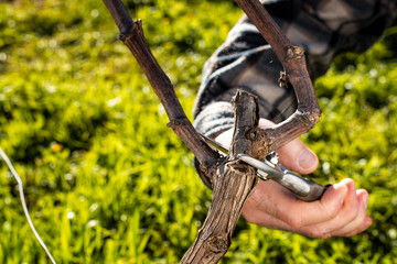 Close-up of a vine grower hand. Prune the vineyard with professional steel scissors. Traditional...