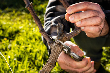 Close-up of a vine grower hand. Prune the vineyard with professional steel scissors. Traditional agriculture. 
