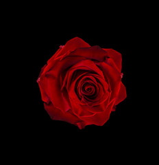Rose flower isolated on black background with clipping path