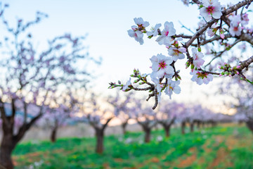Beautiful floral background with blooming almonds. Sunny day. Close up of flowers. 