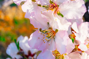 Beautiful floral background with blooming almonds. Sunny day. Close up of flowers. 