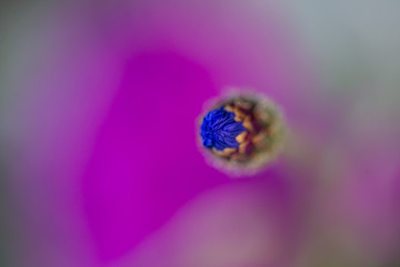fleur bleue sur fond pourpre en train de s'ouvrir