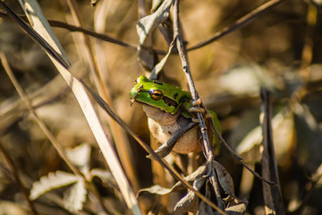 Young green frog in its natural environment 