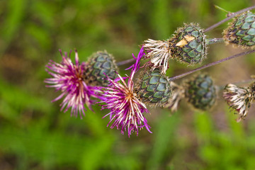 Spear thistle Cirsium vulgare asteraceae, nature.