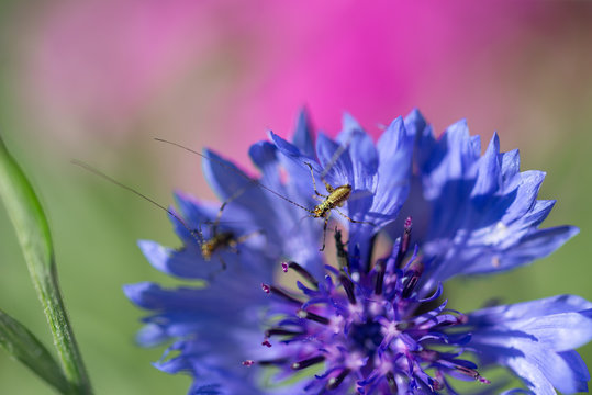 Petites sauterelles phaneroptera sur une fleur bleue en gros plan