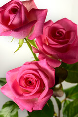 Three colorful and vibrant pink roses