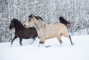 Obraz premium Beautiful horses in the winter forest