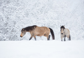 Beautiful horses in the winter forest