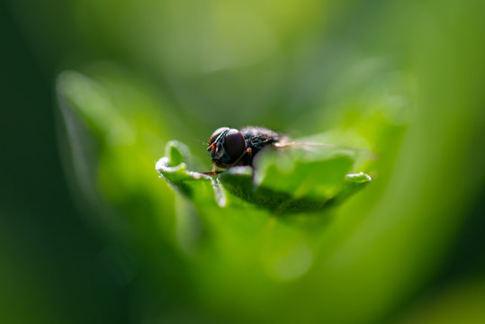 gros plan sur une tête de mouche dans un jardin