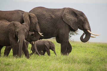 Afrikanische Elefanten (Loxodonta afrikana) Herde mit Jungtieren, Kenia, Ostafrika