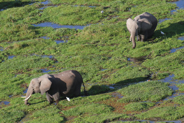 Afrikanische Elefant (Loxodonta africana) Elefanten im Sumpfgebiet,  Amboseli Nationalpark, Kenia, Ostafrika © Aggi Schmid