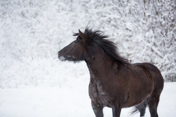 Fototapeta na wymiar Beautiful horse in the winter forest