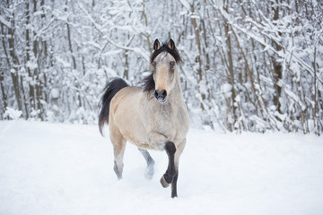Beautiful horse in the winter forest